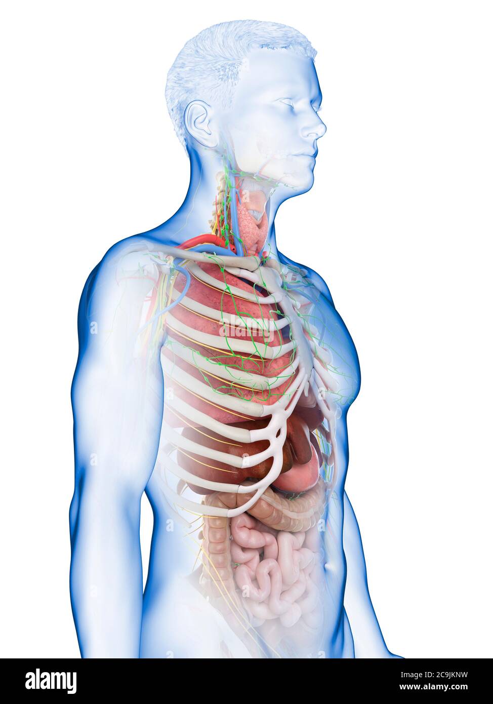 Anatomia maschile, illustrazione del computer. Foto Stock