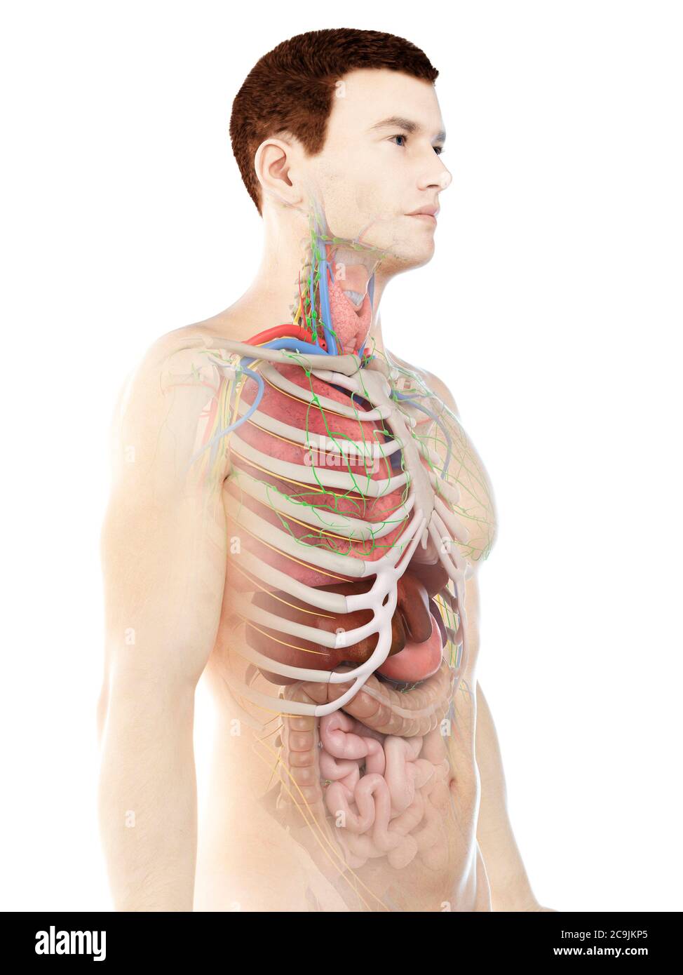 Anatomia maschile, illustrazione del computer. Foto Stock