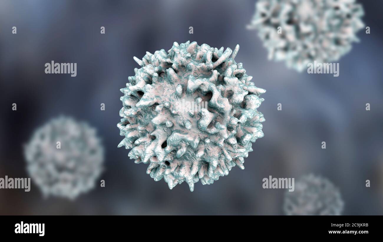 Linfociti globuli bianchi, illustrazione del computer. I linfociti sono coinvolti nei meccanismi di difesa del sistema immunitario, nel sistema linfatico e nell'antibo Foto Stock