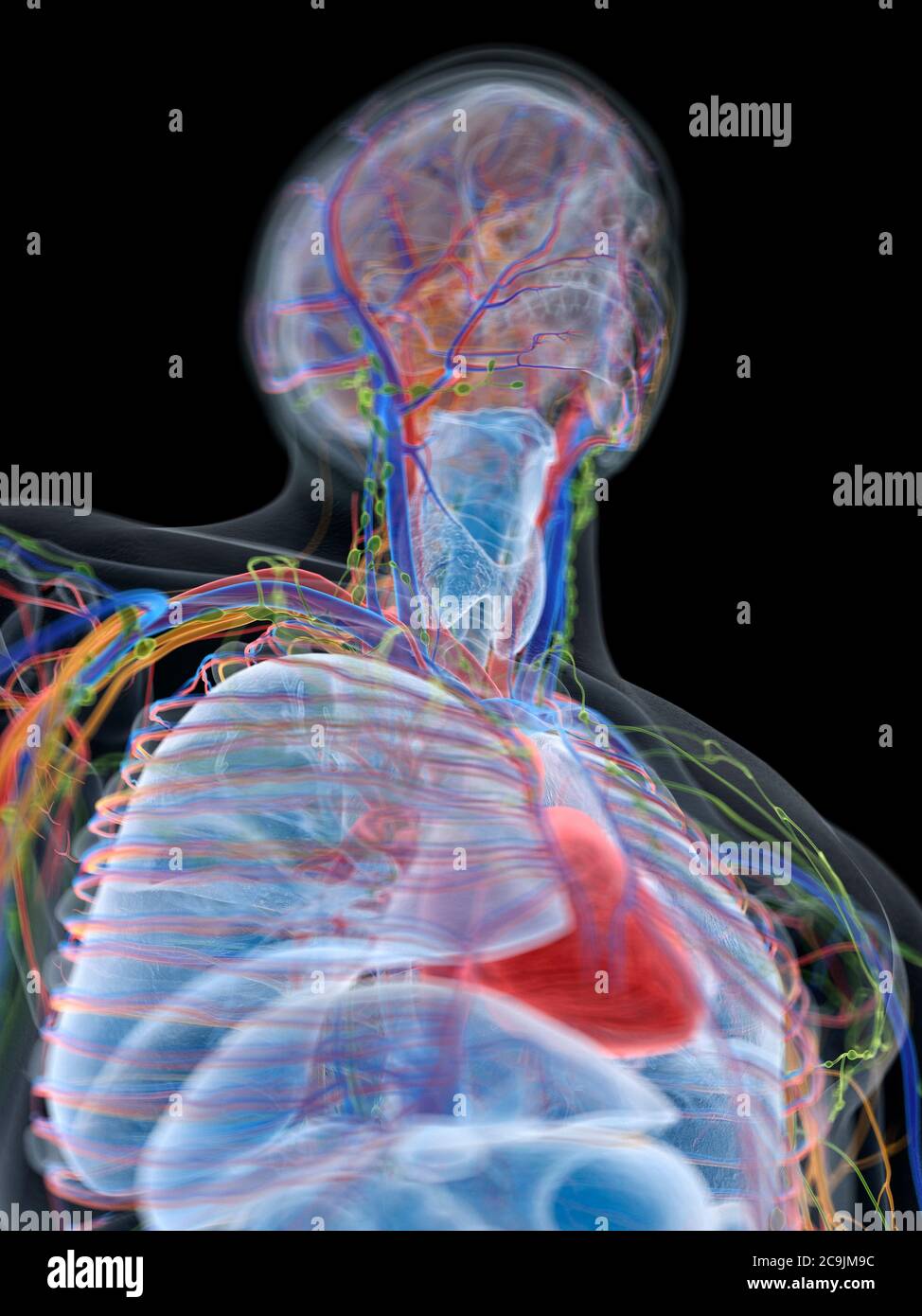 Anatomia maschile, illustrazione del computer. Foto Stock