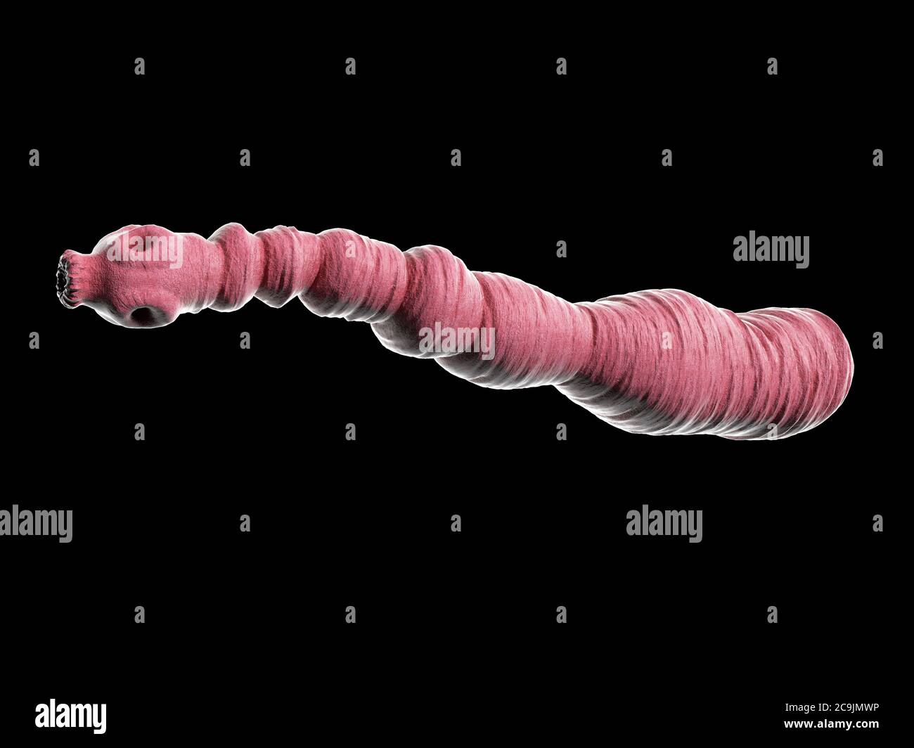 Echinococcus granulosus immagini e fotografie stock ad alta risoluzione ...