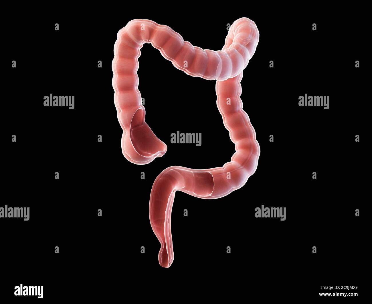 Anatomia del colon, illustrazione del computer. Foto Stock