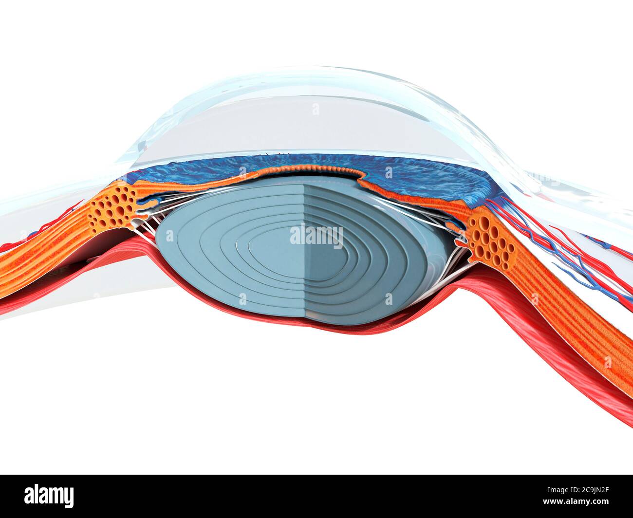 Anatomia dell'occhio, illustrazione del computer. Foto Stock