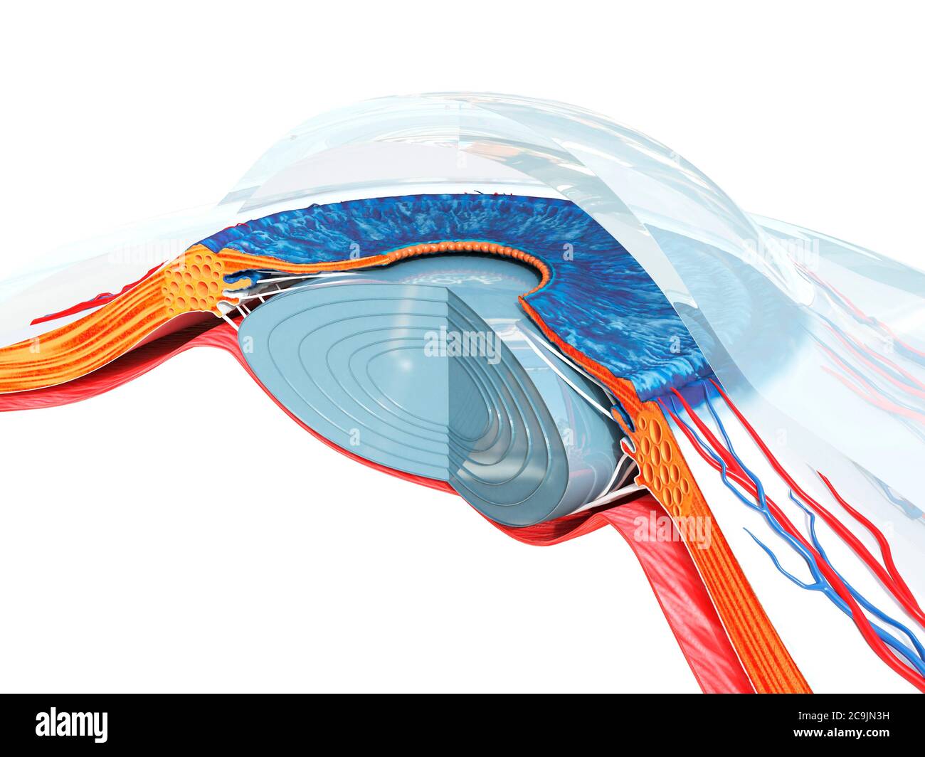 Anatomia dell'occhio, illustrazione del computer. Foto Stock