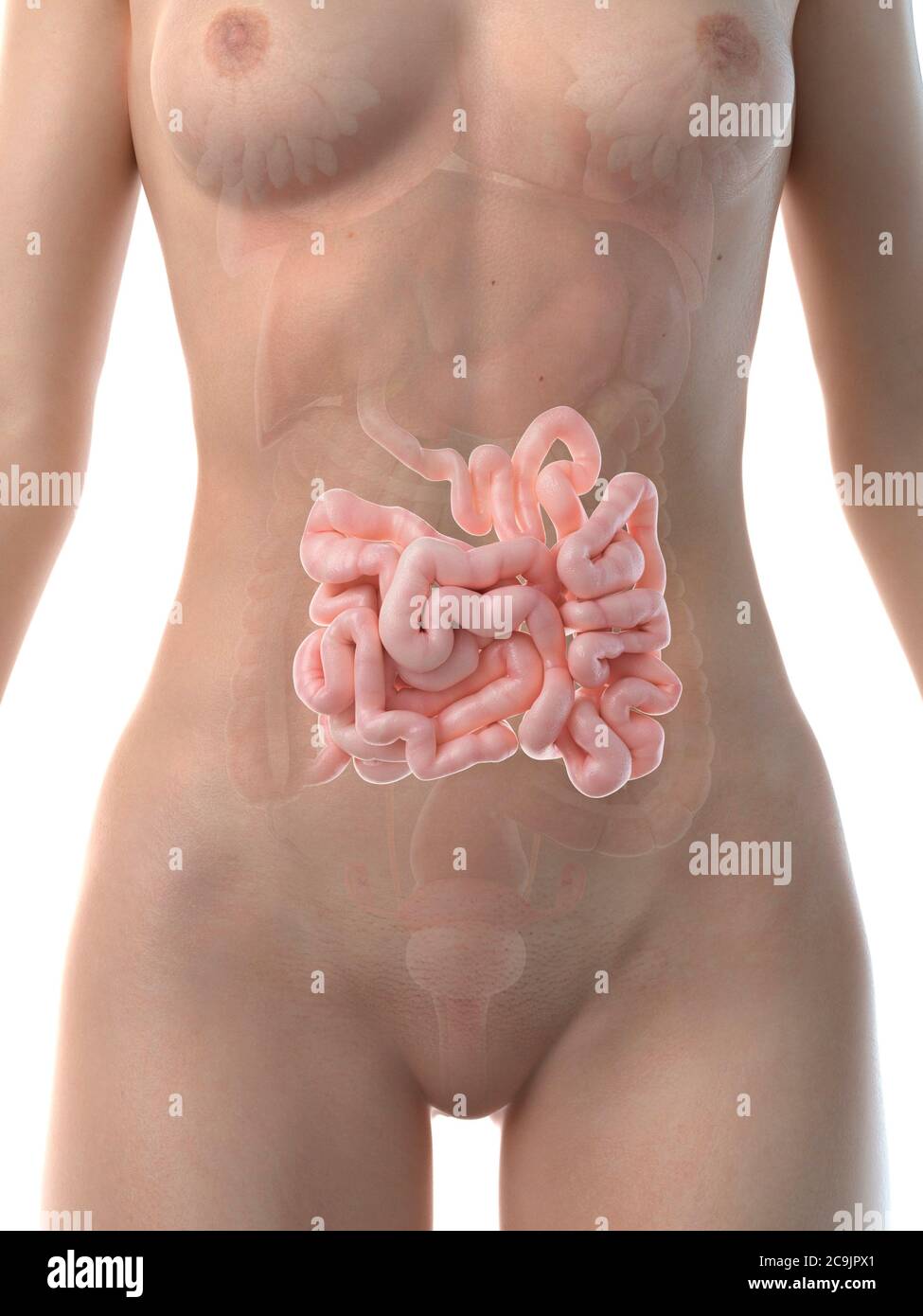 Il piccolo intestino, illustrazione del computer. Foto Stock