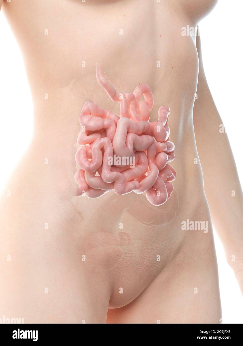 Il piccolo intestino, illustrazione del computer. Foto Stock