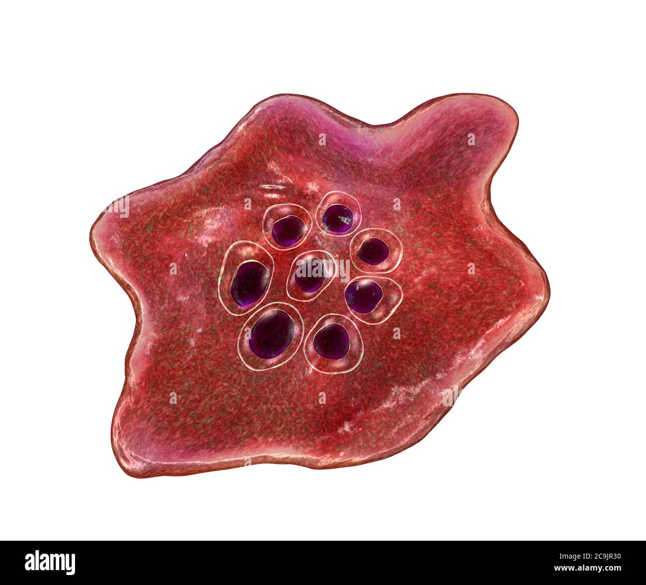 Plasmodium ovale protozoo all'interno degli eritrociti, illustrazione del computer. P. ovale è l'agente causativo della malaria tertiana benigna, nota anche come ovale Foto Stock