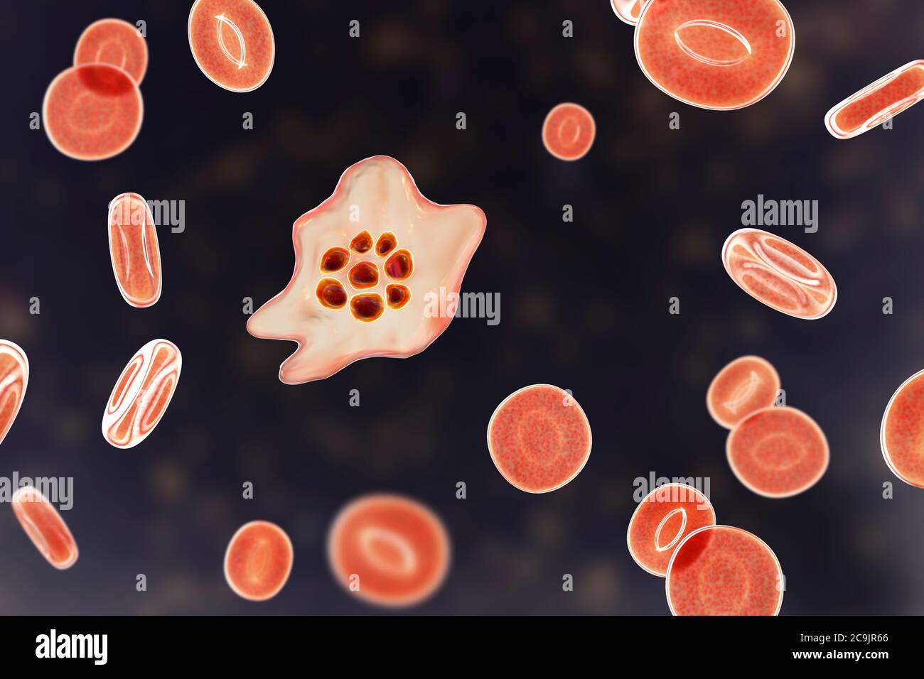 Plasmodium ovale protozoo all'interno dei globuli rossi, illustrazione del computer. P. ovale è l'agente causativo della malaria tertiana benigna, nota anche come ovuli Foto Stock