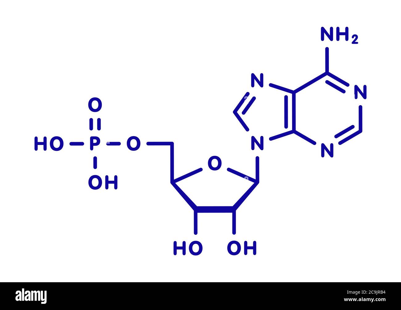 Molecola di adenosina monofosfato (AMP, acido adenilico). Monomero nucleotidico di RNA. Composto da parti di fosfato, ribosio e adenina. Scheletrico blu fo Foto Stock