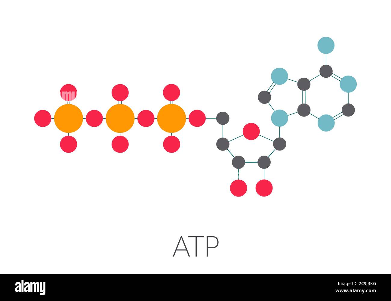 Molecola di adenosina trifosfato (ATP). Funziona come neurotrasmettitore, blocco di costruzione di RNA, molecola di trasferimento di energia, ecc formula scheletrica stilizzata (che Foto Stock