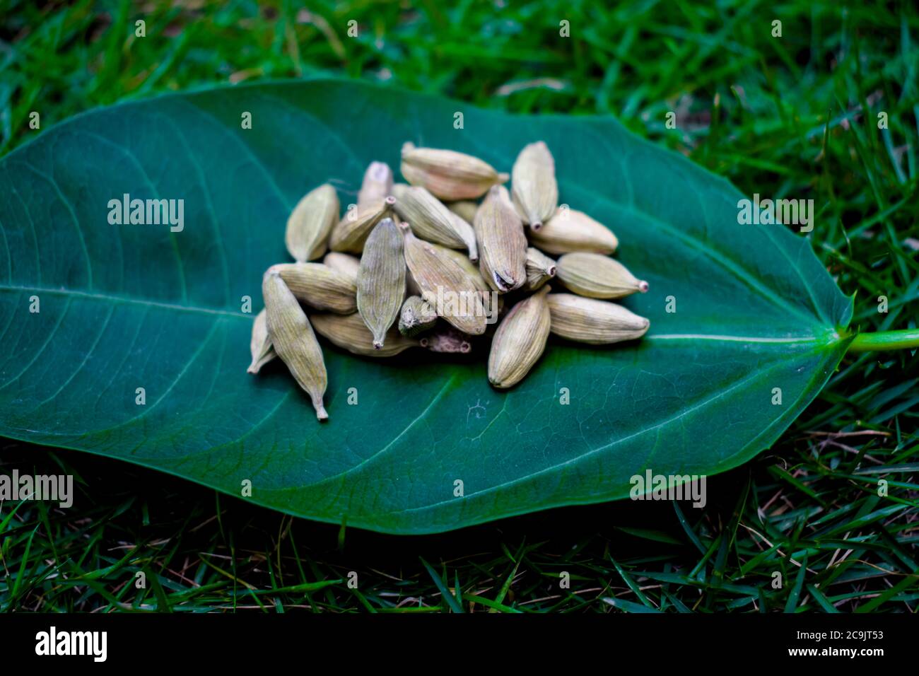 Cardamomo su foglia, su erba all'aperto. Masala di spezie di erbe dall'India. Spezie pakistane indiane utilizzate in una varietà di cucina, specialmente piatti dolci Foto Stock
