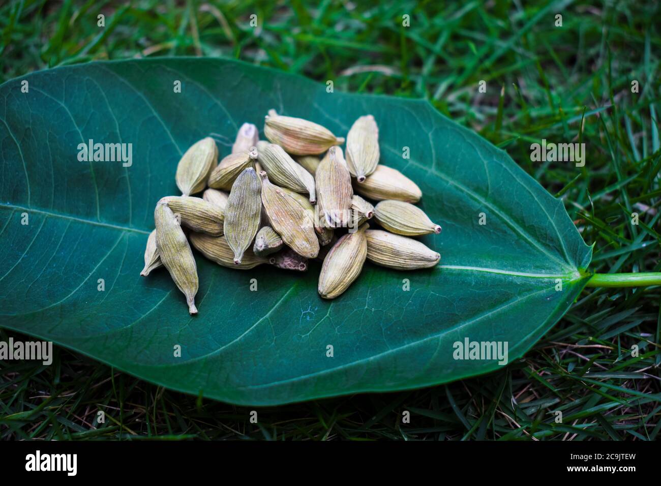 Cardamomo su foglia, su erba all'aperto. Masala di spezie di erbe dall'India. Spezie pakistane indiane utilizzate in una varietà di cucina, specialmente piatti dolci Foto Stock