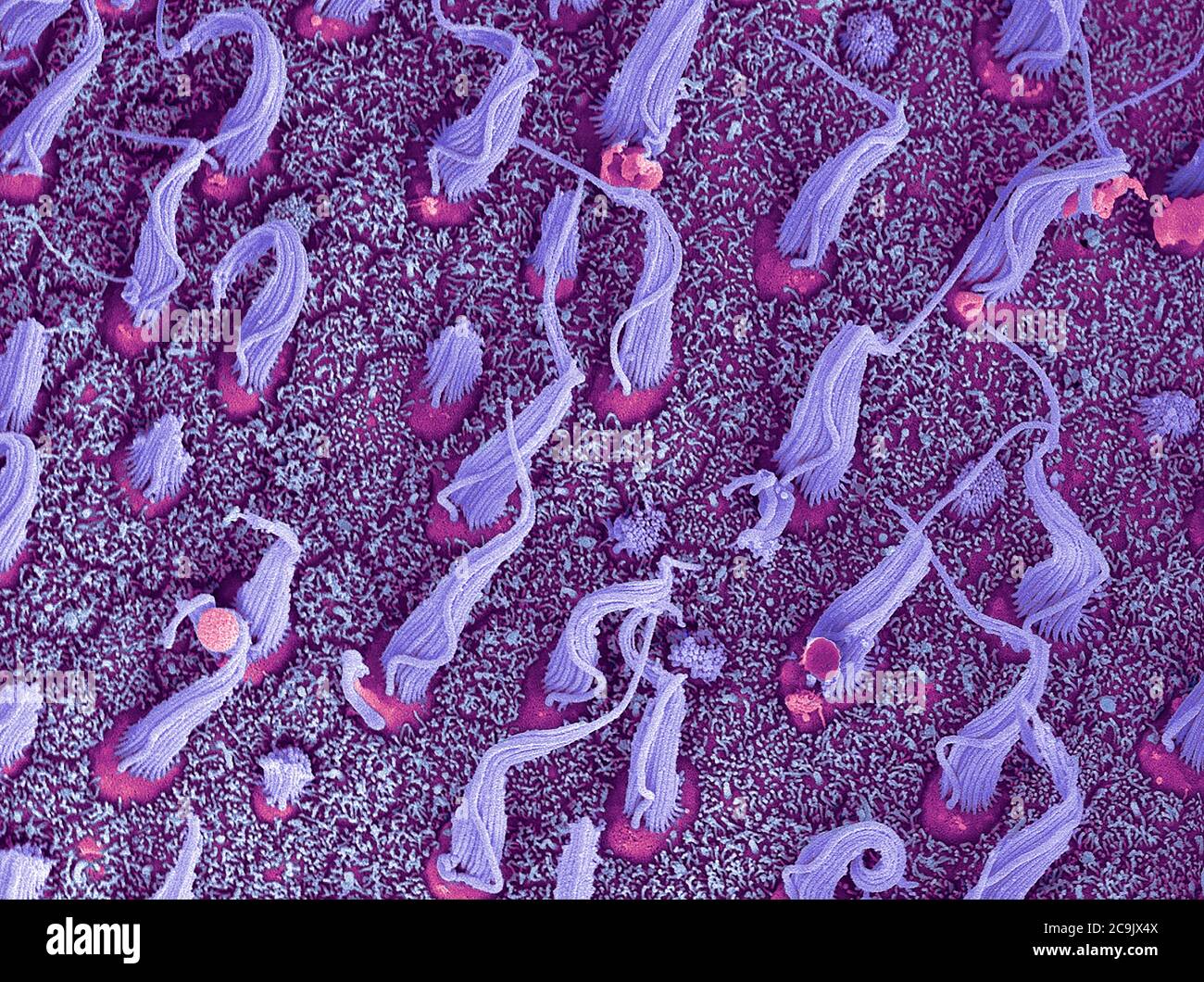 Cellule sensoriali dell'orecchio interno. Micrografia elettronica a scansione colorata (SEM) di fasci di ciglia (cellule capello, viola) situati nei macula utriculi entro t Foto Stock