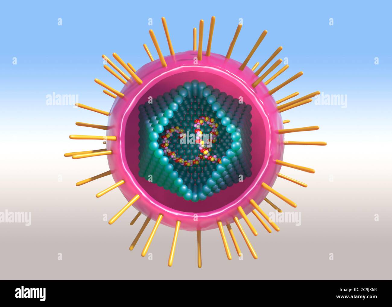 Virus T Linfotropico Dei Primati Immagini E Fotografie Stock Ad Alta 