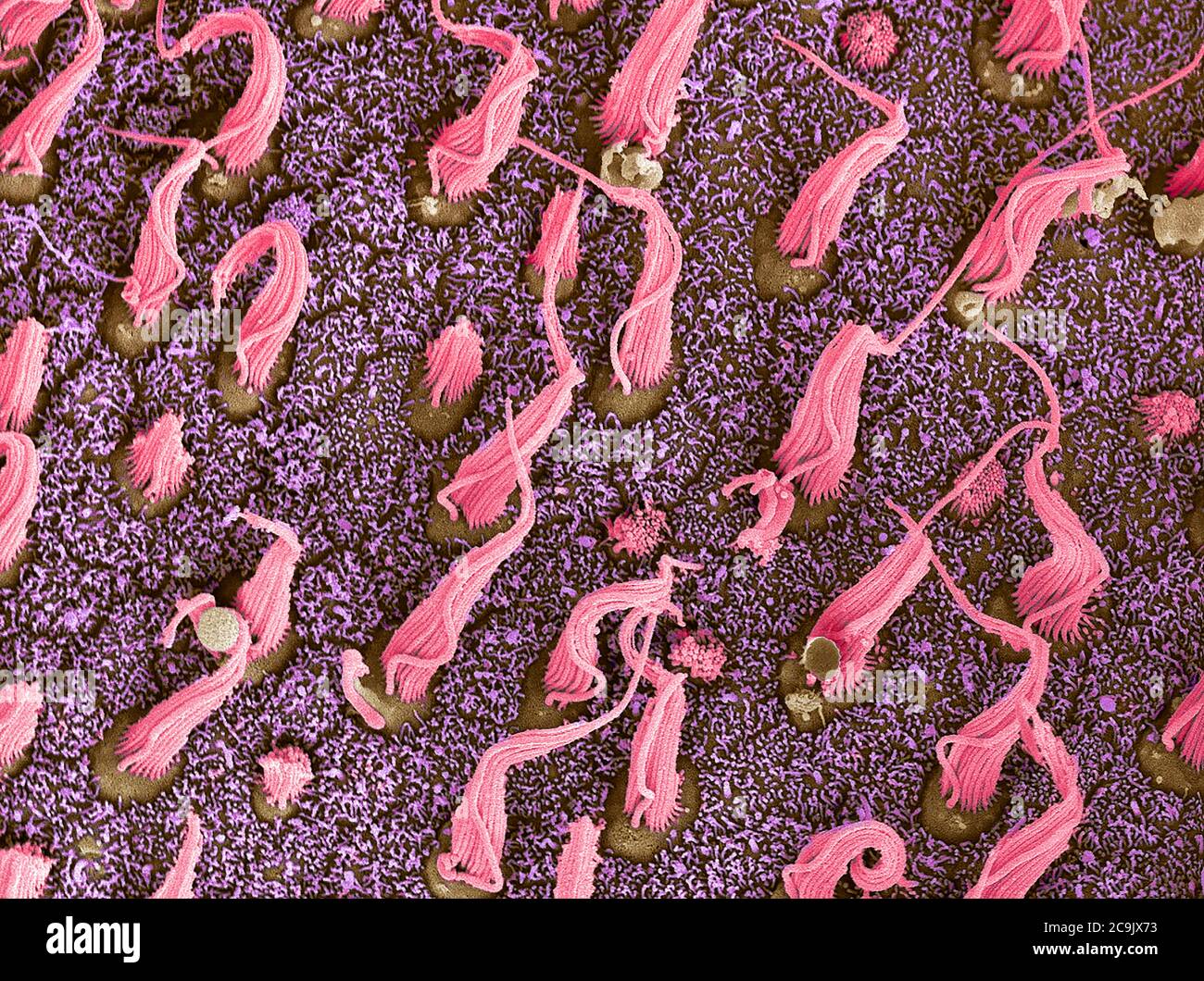 Cellule sensoriali dell'orecchio interno. Micrografia elettronica a scansione colorata (SEM) di fasci di ciglia (cellule pilifere, rosa) situati nei macula utriculi all'interno del Foto Stock