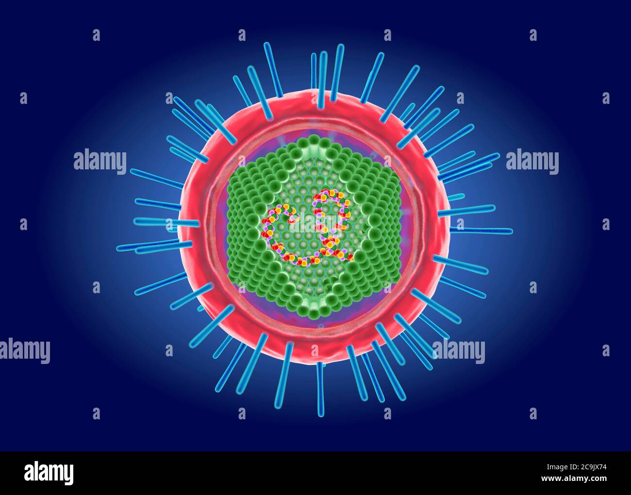 Virus T Linfotropico Dei Primati Immagini E Fotografie Stock Ad Alta 