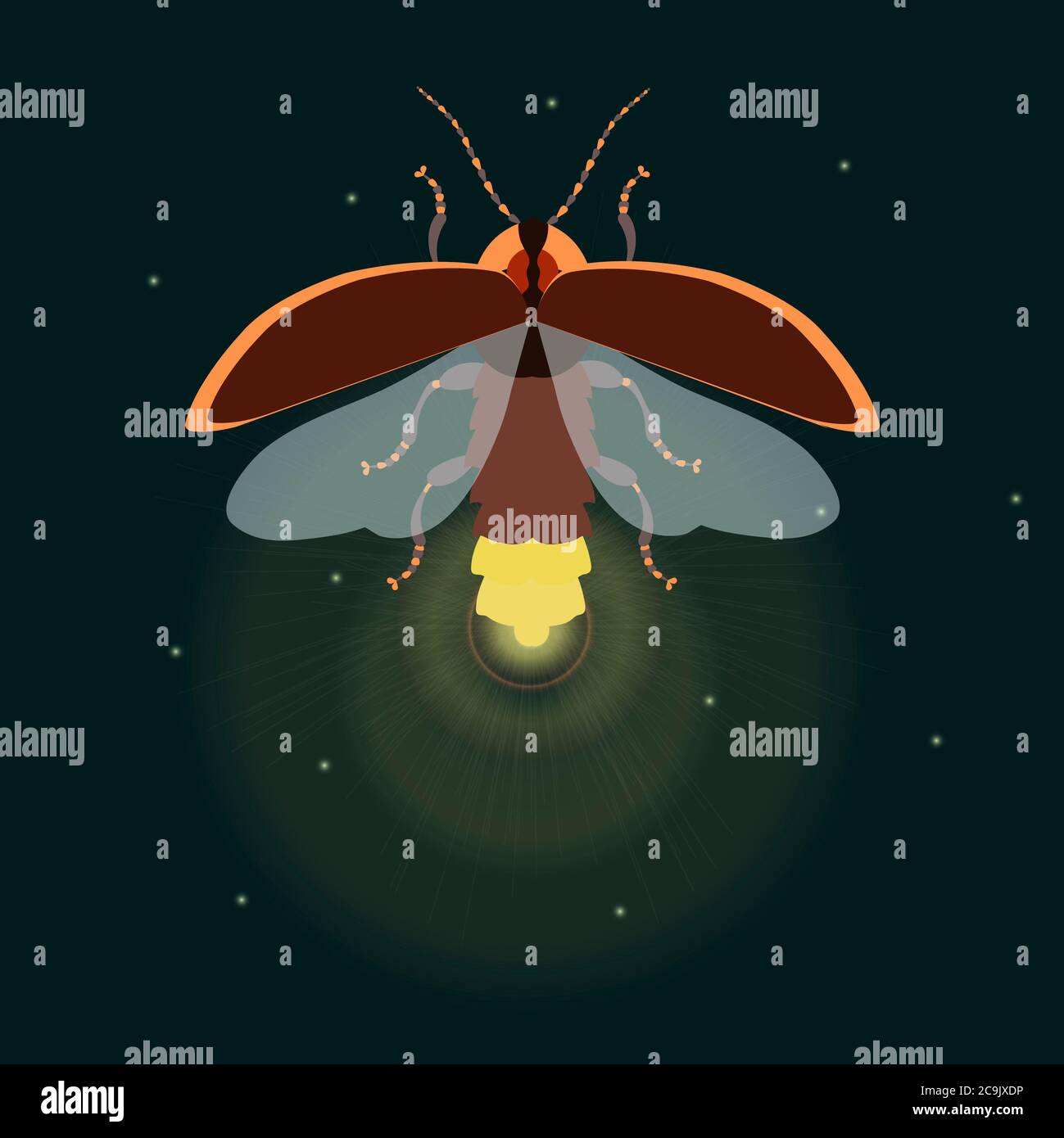 Firefly con le ali aperte, illustrazione. Foto Stock