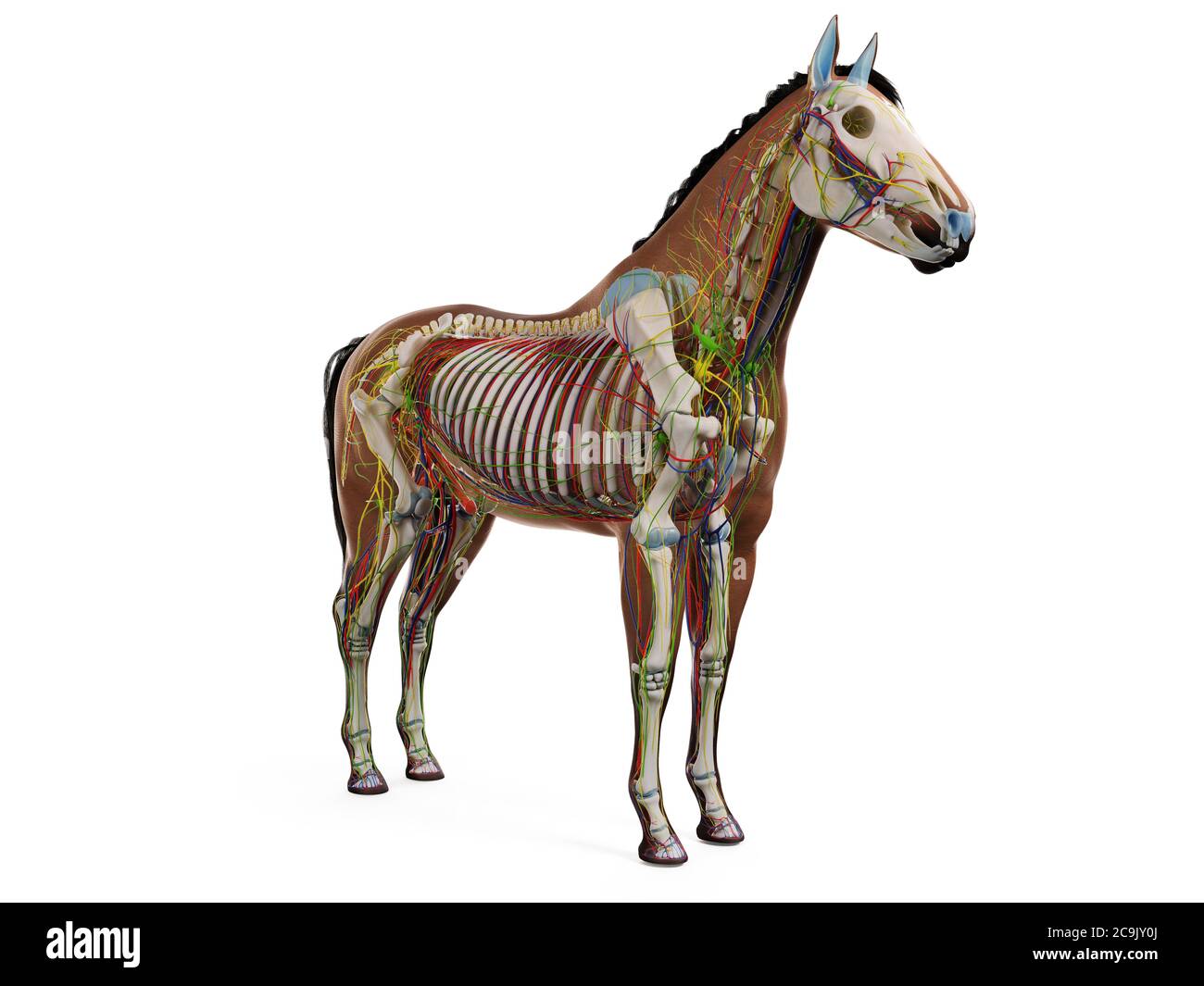 Anatomia del cavallo, illustrazione del computer. Foto Stock