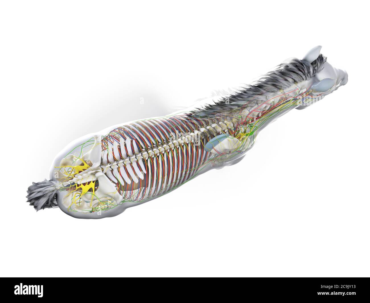 Anatomia del cavallo, illustrazione del computer. Foto Stock