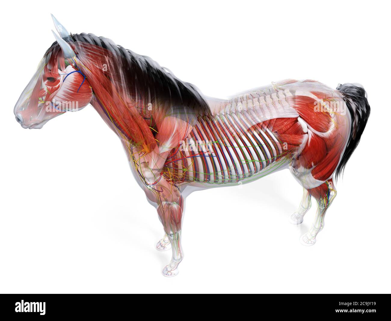 Anatomia del cavallo, illustrazione del computer. Foto Stock