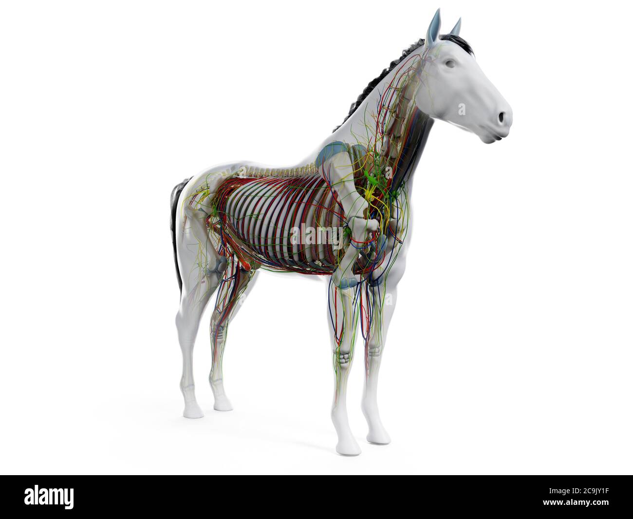 Anatomia del cavallo, illustrazione del computer. Foto Stock