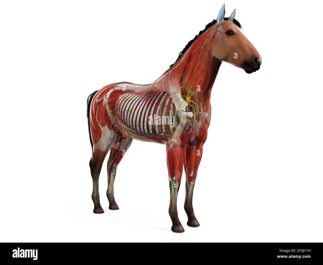 Anatomia del cavallo, illustrazione del computer. Foto Stock