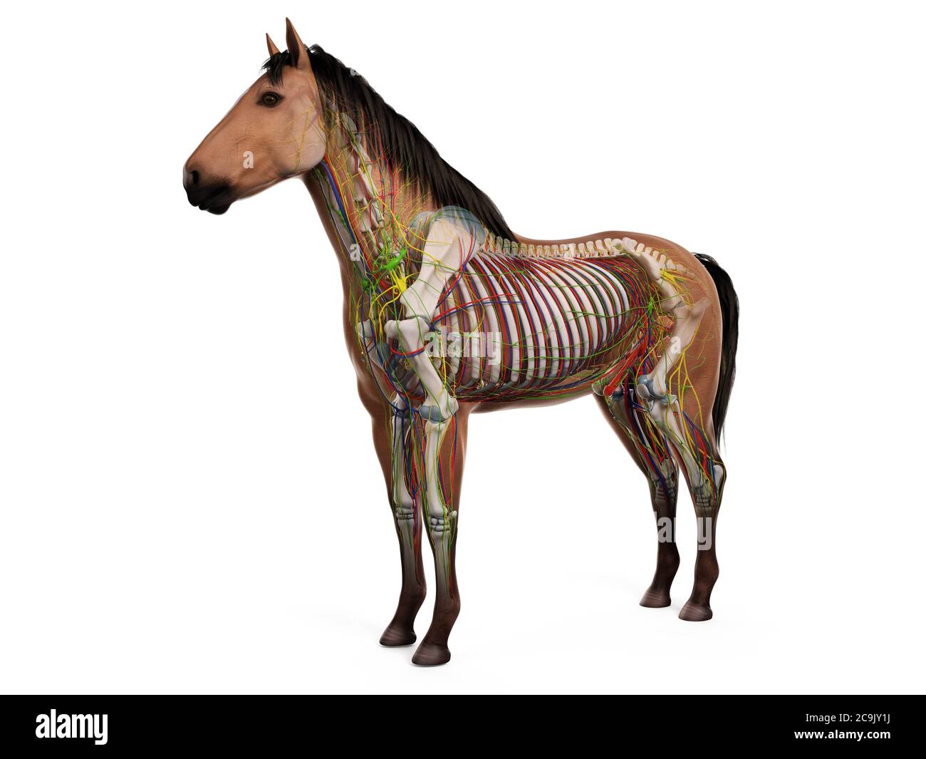 Anatomia del cavallo, illustrazione del computer. Foto Stock