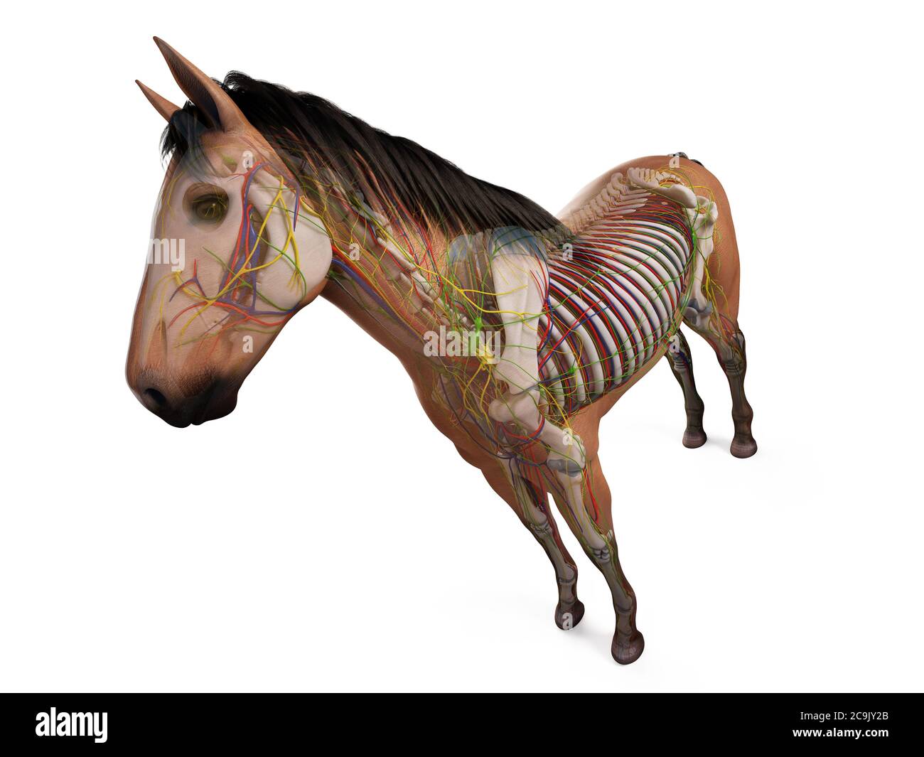 Anatomia del cavallo, illustrazione del computer. Foto Stock
