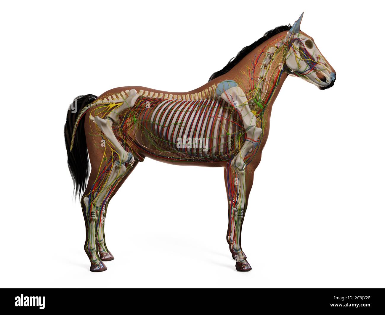 Anatomia del cavallo, illustrazione del computer. Foto Stock