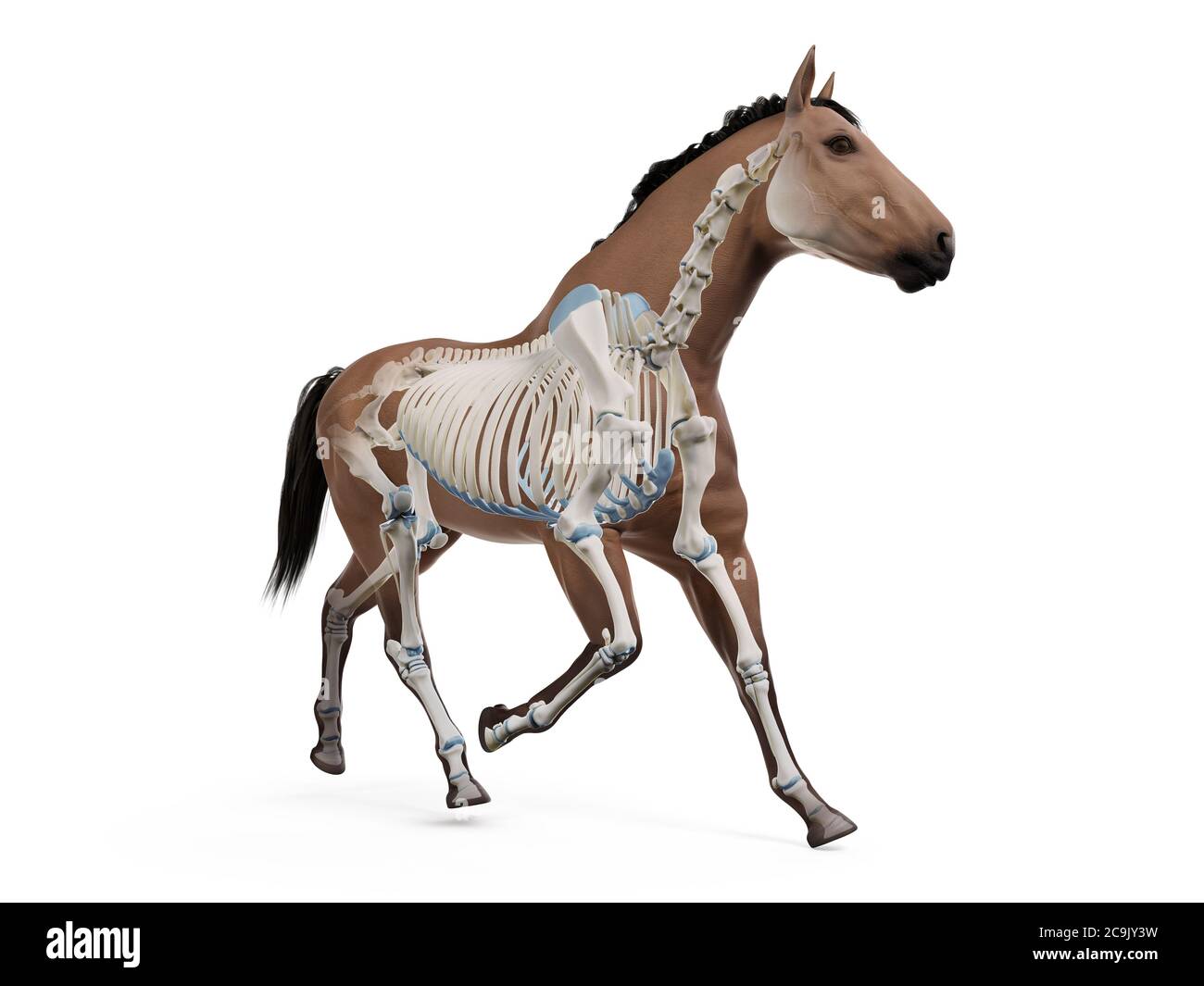 Lo scheletro di cavallo, illustrazione del computer. Foto Stock