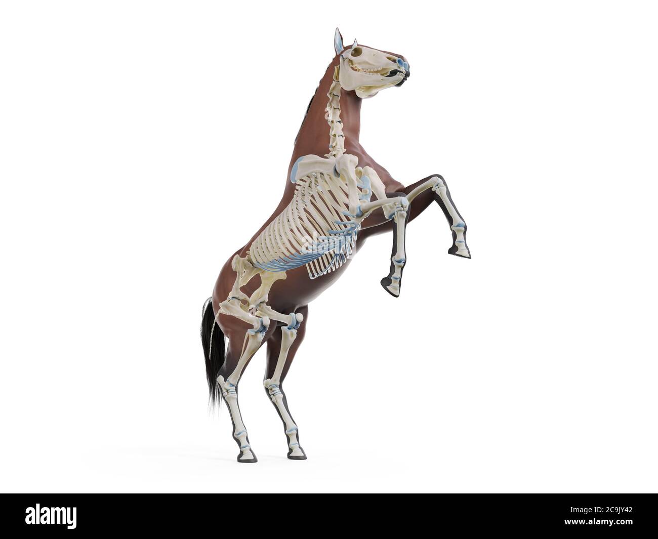 Lo scheletro di cavallo, illustrazione del computer. Foto Stock