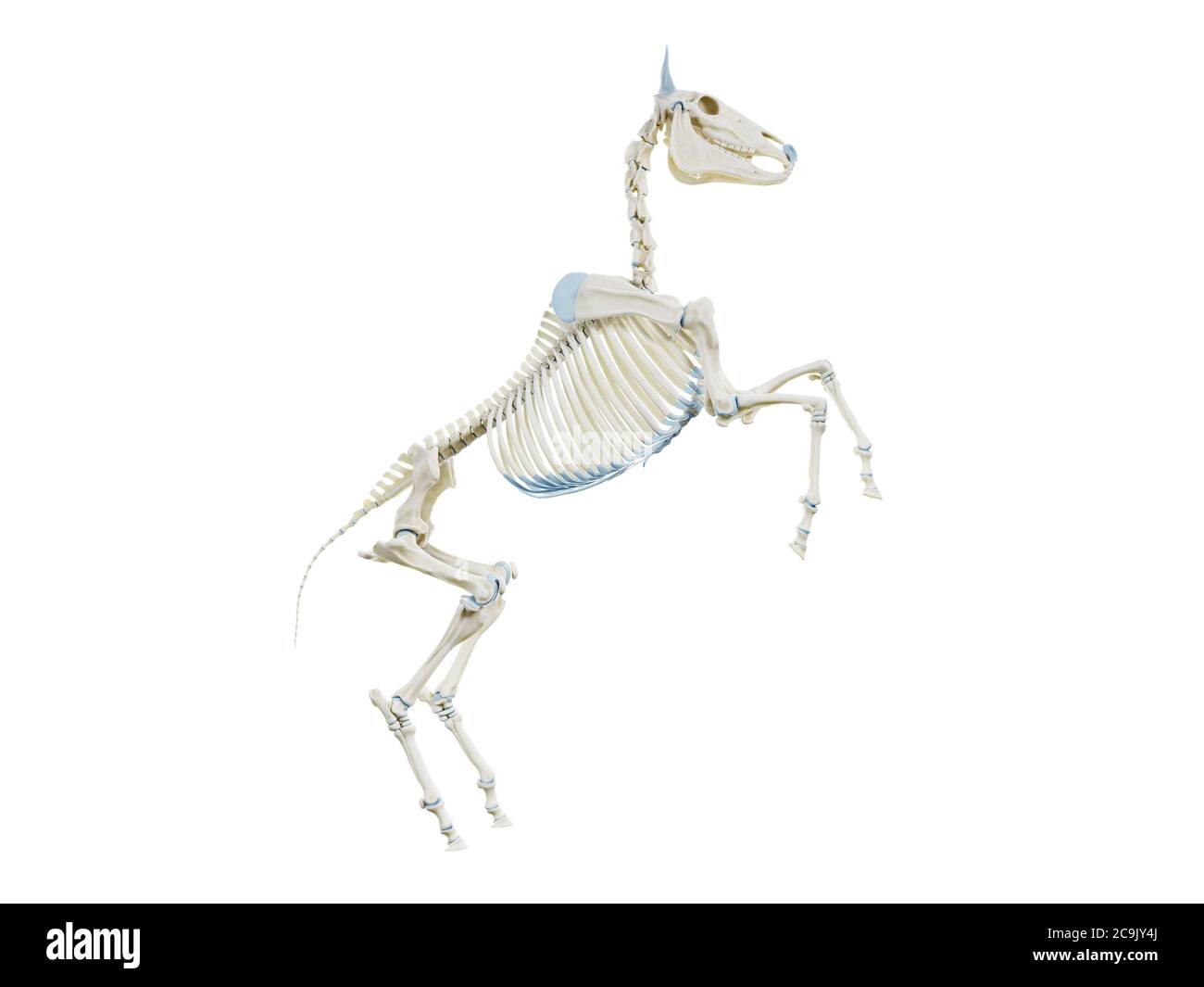 Lo scheletro di cavallo, illustrazione del computer. Foto Stock