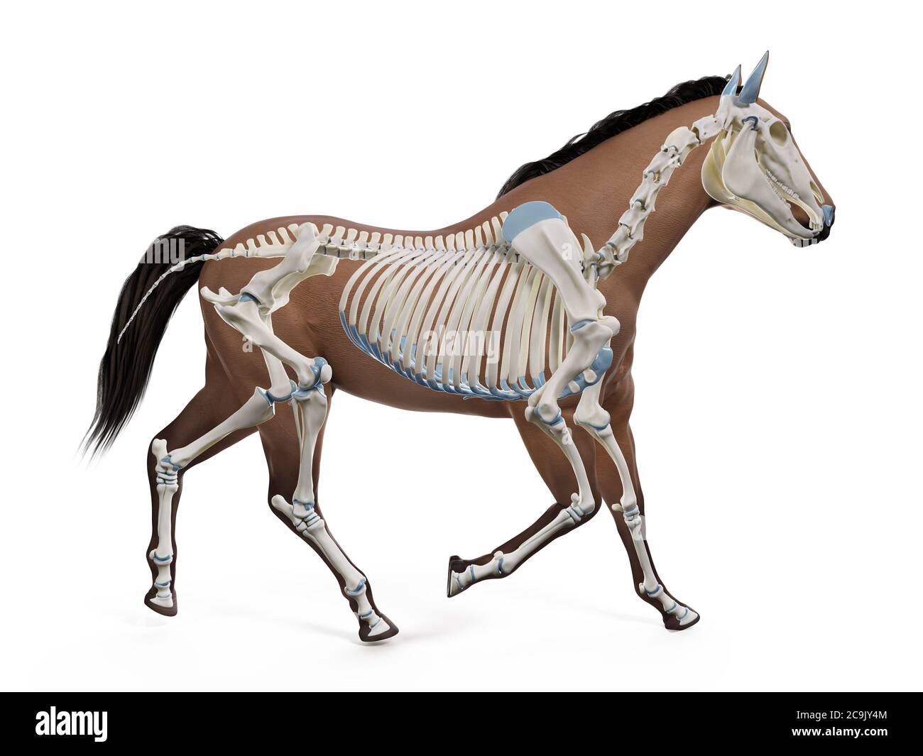 Lo scheletro di cavallo, illustrazione del computer. Foto Stock