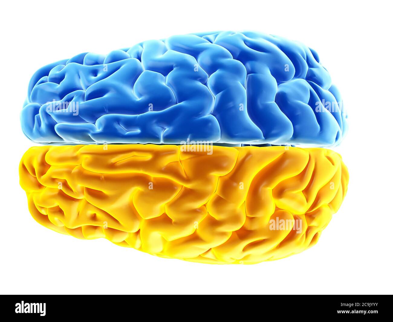 Emisferi cerebrali, illustrazione. Foto Stock