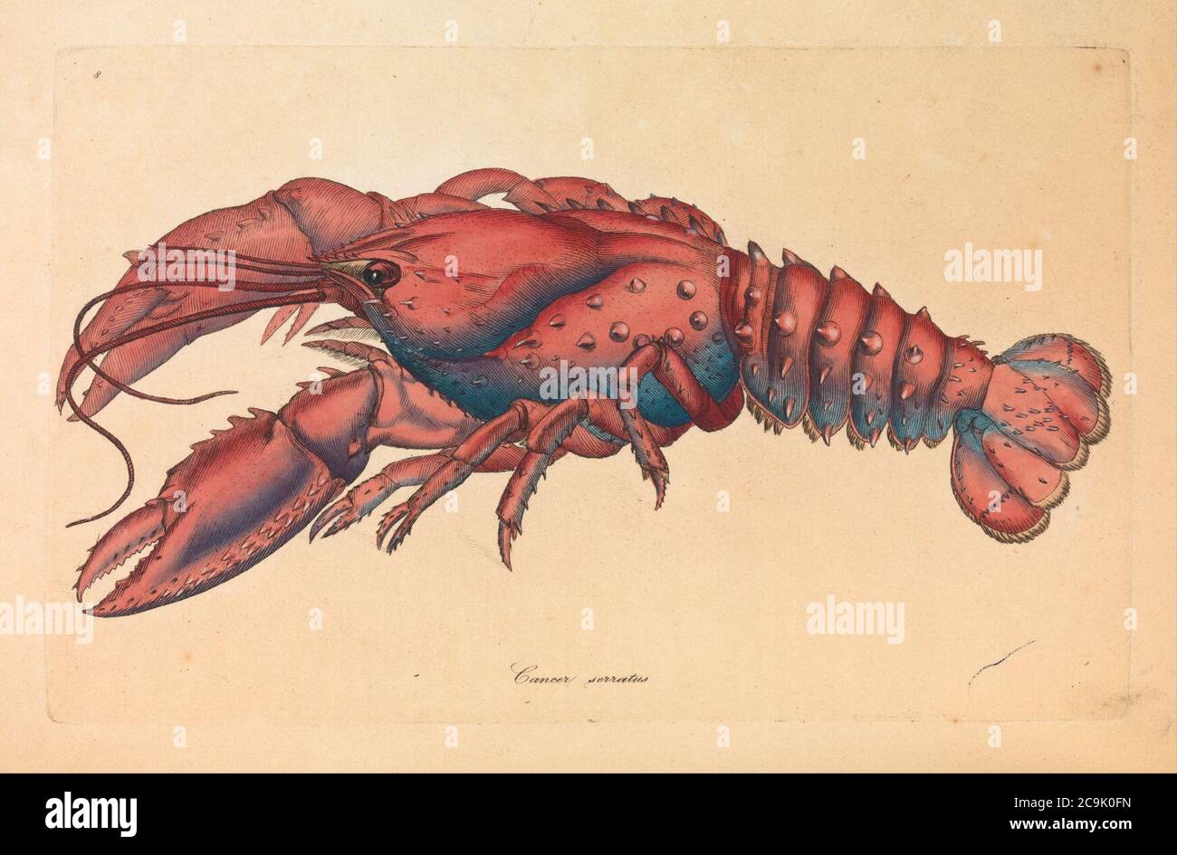 James Sowerby - aragosta serrata, cancro serragato Foto Stock