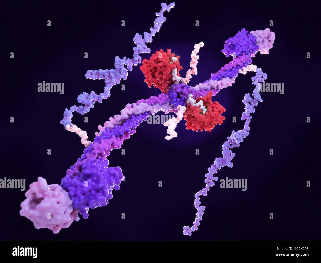 Modello molecolare dell'enzima trombina (rosso) legato al nodulo centrale del fibrinogeno glicoproteico della coagulazione del sangue (fattore i). Fibrinogeno, che io Foto Stock