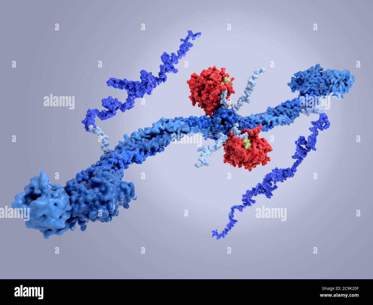 Modello molecolare dell'enzima trombina (rosso) legato al nodulo centrale del fibrinogeno glicoproteico della coagulazione del sangue (fattore i). Fibrinogeno, che io Foto Stock