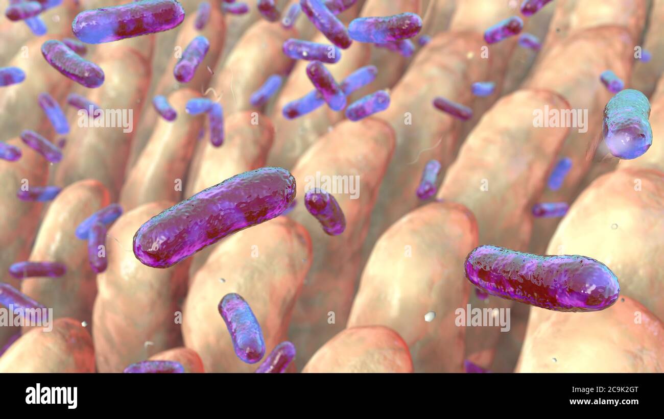 Computer illustrazione dei batteri sulla superficie dei villi intestinali. Foto Stock Computer illustrazione dei batteri sulla superficie dei villi intestinali. Foto Stock