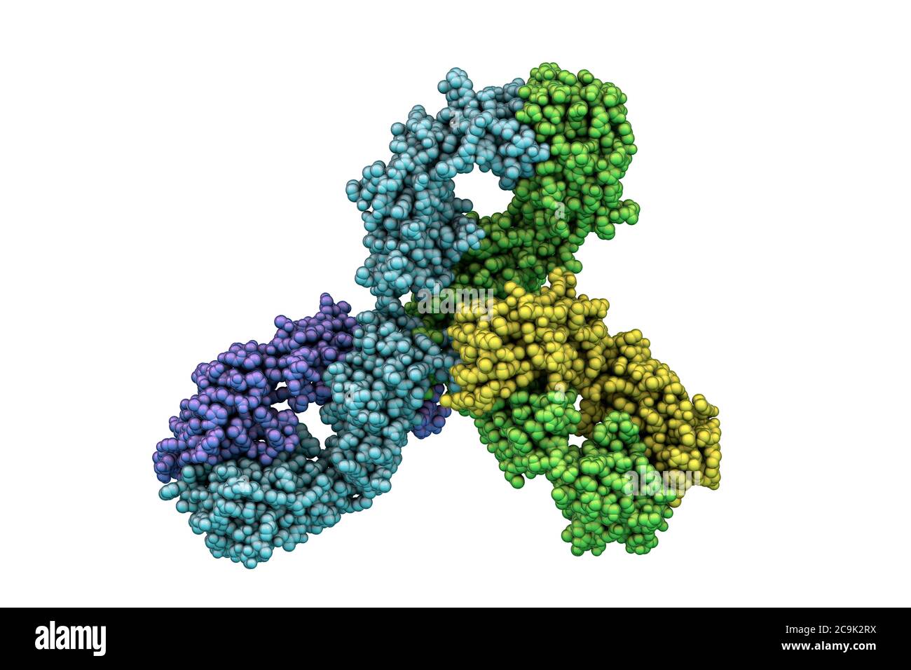 Pembrolizumab. Modello informatico che mostra la struttura dell'anticorpo pembrolizumab. Si tratta di un anticorpo umanizzato IgG4 utilizzato in immunoterapia oncologica, Foto Stock