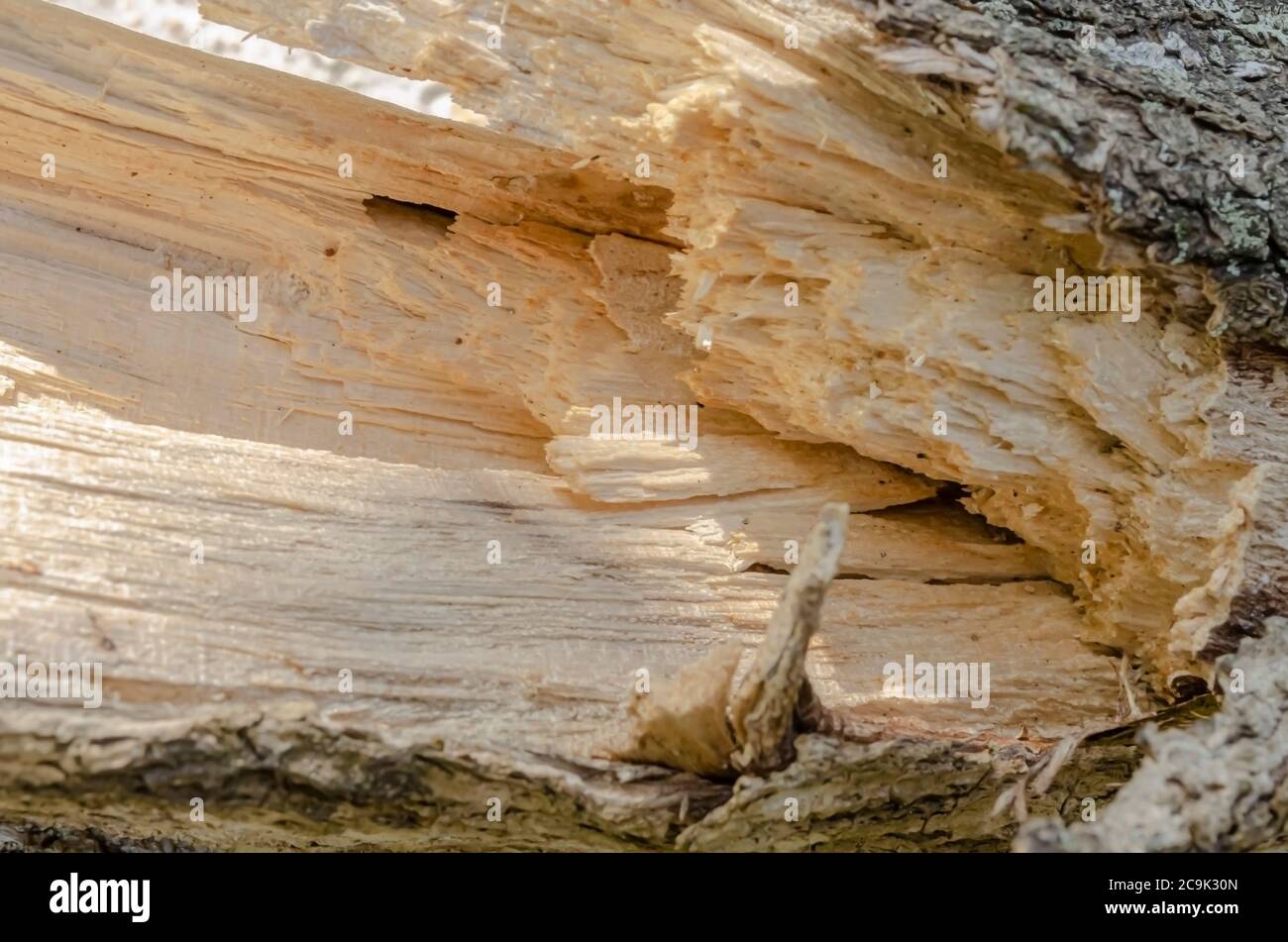 Il cuore di un pezzo di legno Foto Stock