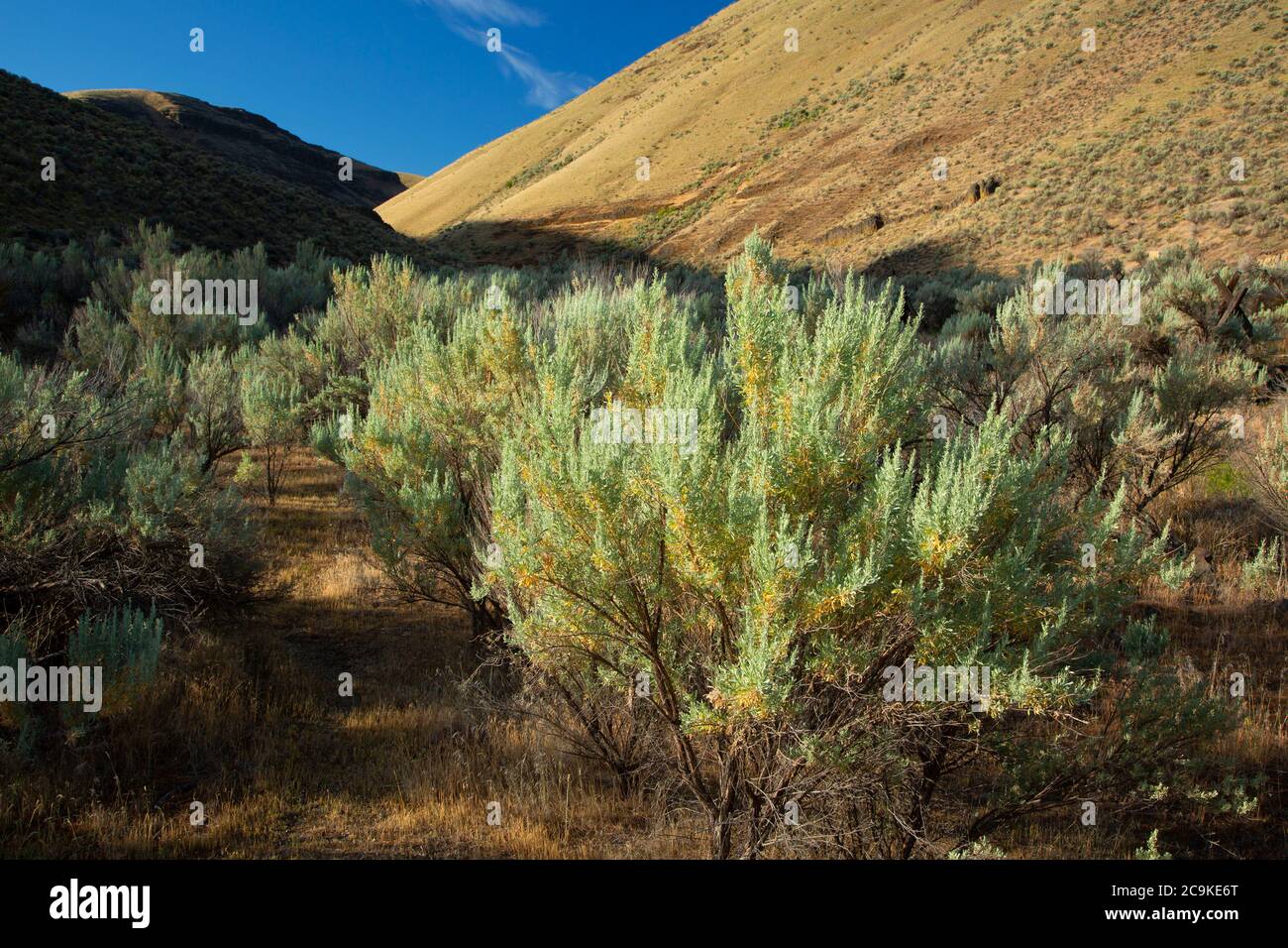 Sagebrush, Cottonwood Canyon state Park, John Day River state Scenic Waterway, Oregon Foto Stock