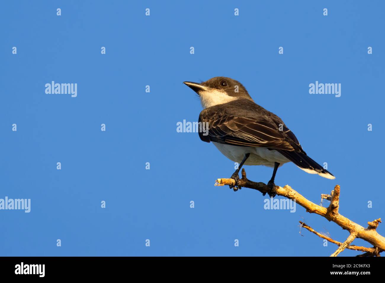 Fagiolo nero (Sayornis nigricans), Quesnel Park, Morrow County, Oregon Foto Stock