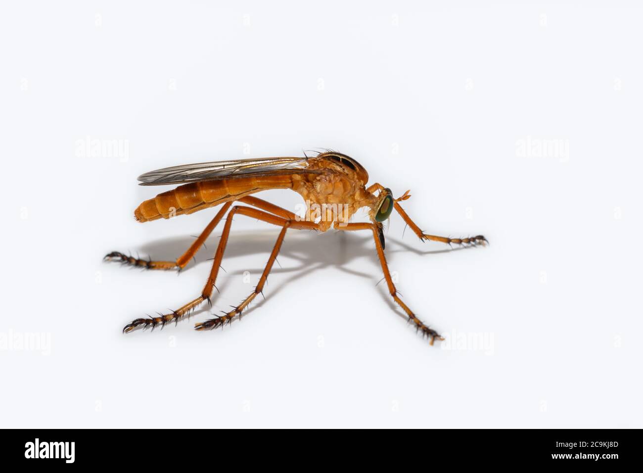 Ladro sospeso - Diogmites neoternatus - Robber volare su sfondo bianco Foto Stock