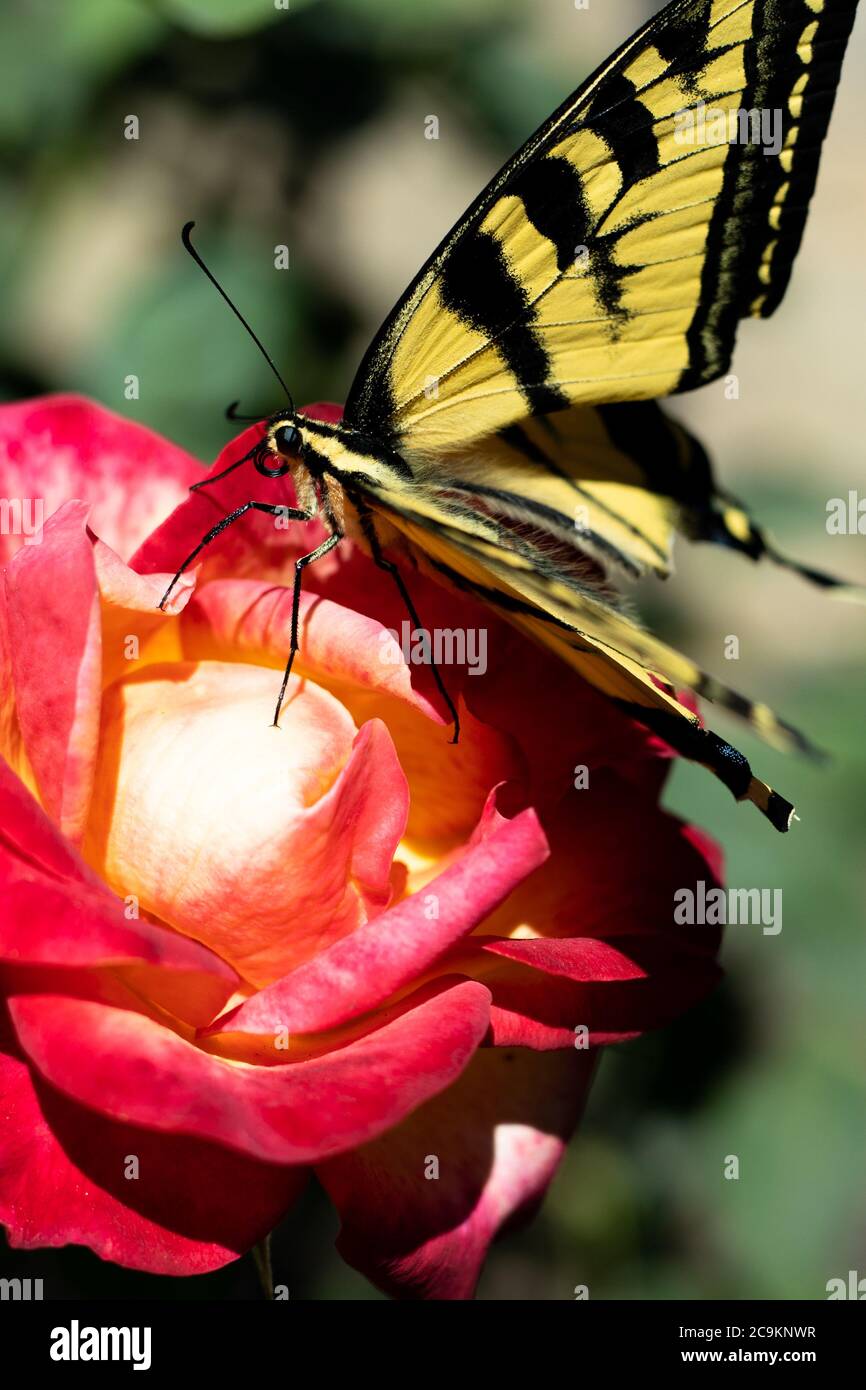 Primo piano di una farfalla nera e gialla a coda di rondine che riposa sulla cima di una bella rosa multicolore in piena luce del sole. Foto Stock