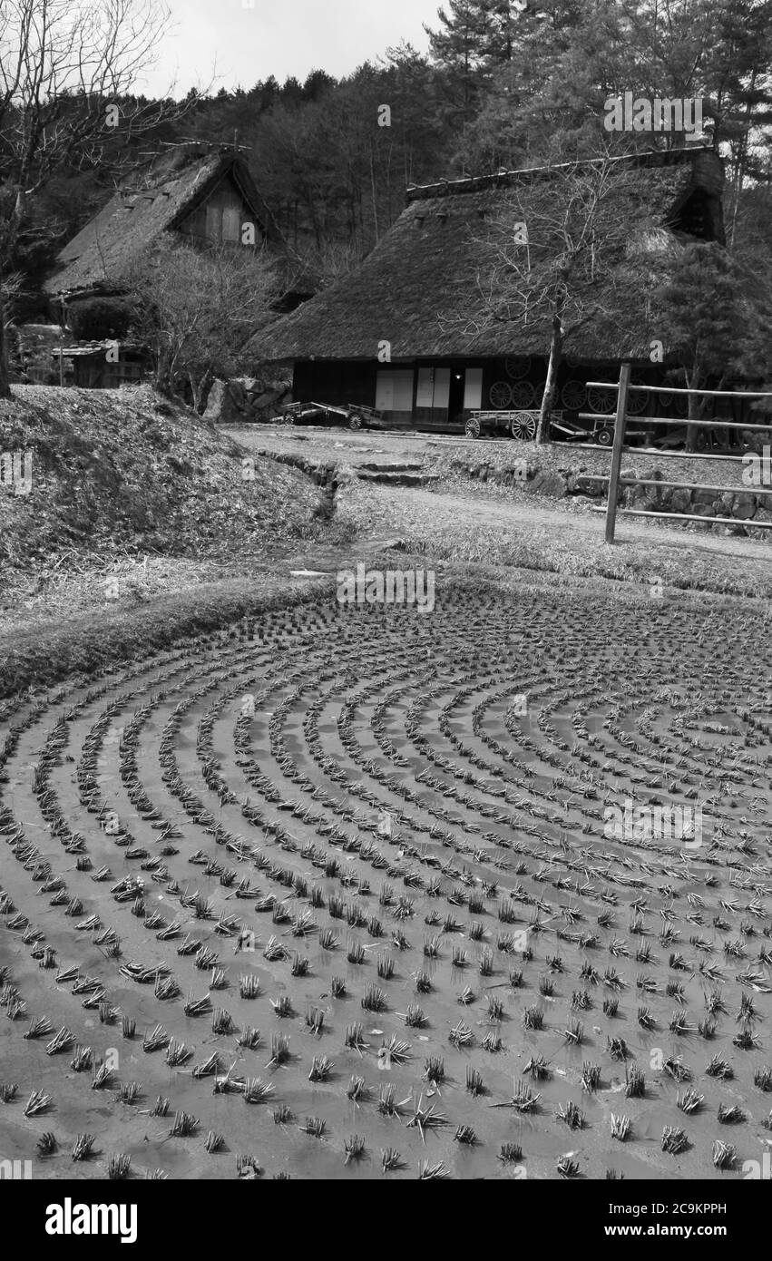 Villaggio giapponese di stile tradizionale con edifici in paglia d'epoca sullo sfondo e un risaia in primo piano. Takayama - Giappone Foto Stock