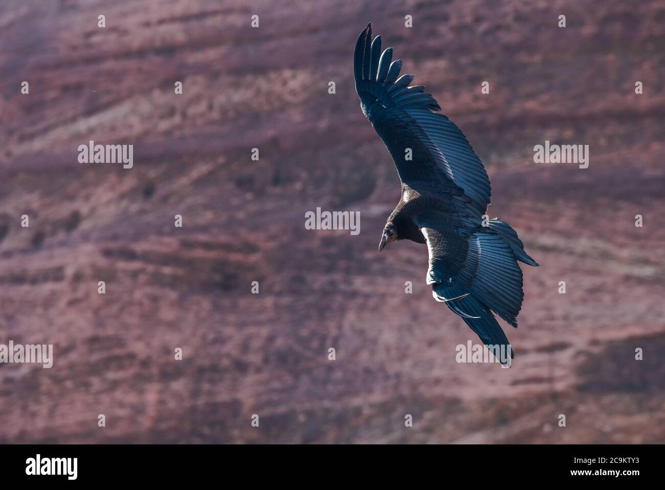 Un condor californiano (Gymnogyps californianus) in volo. Questo fledgling è il 1000th condor hatched nello sforzo di conservazione. Foto Stock