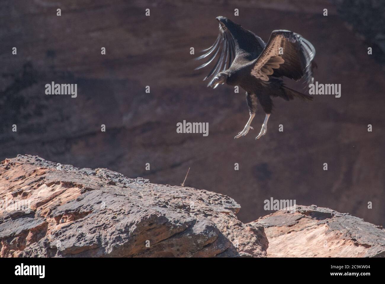 Un condor californiano (Gymnogyps californianus) che entra per l'atterraggio. Questo fledgling è il 1000th condor hatched nello sforzo di conservazione. Foto Stock