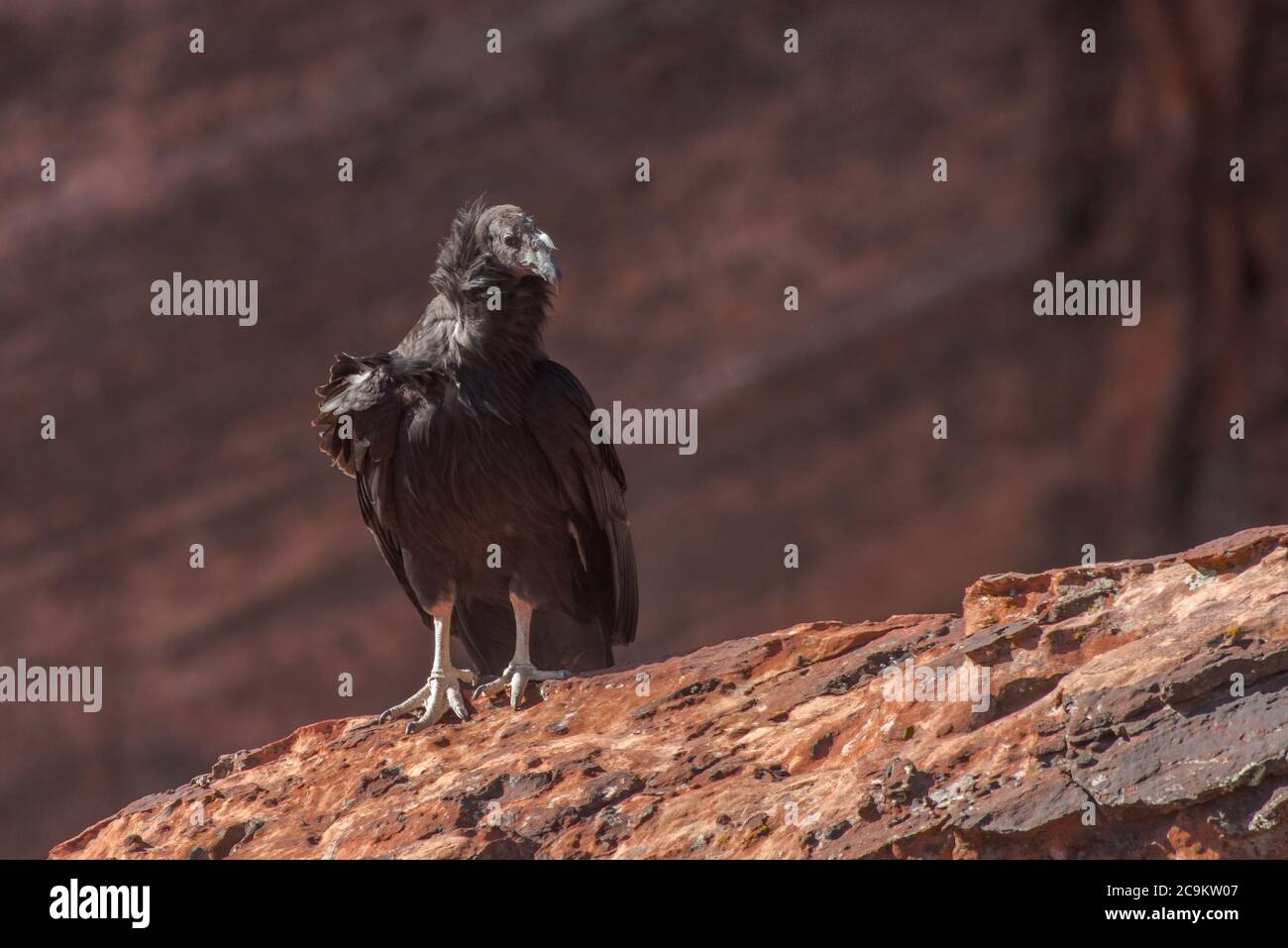 Un giovane condor californiano (Gymnogyps californianus) dal Parco Nazionale di Zion, questo è il 1000 cazzo condor covato nel tentativo di recupero. Foto Stock