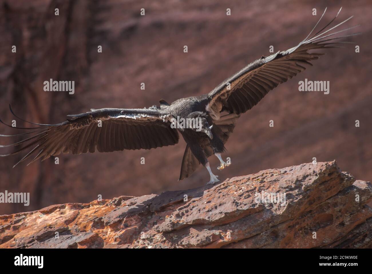 Un condor californiano (Gymnogyps californianus) che entra per l'atterraggio. Questo fledgling è il 1000th condor hatched nello sforzo di conservazione. Foto Stock