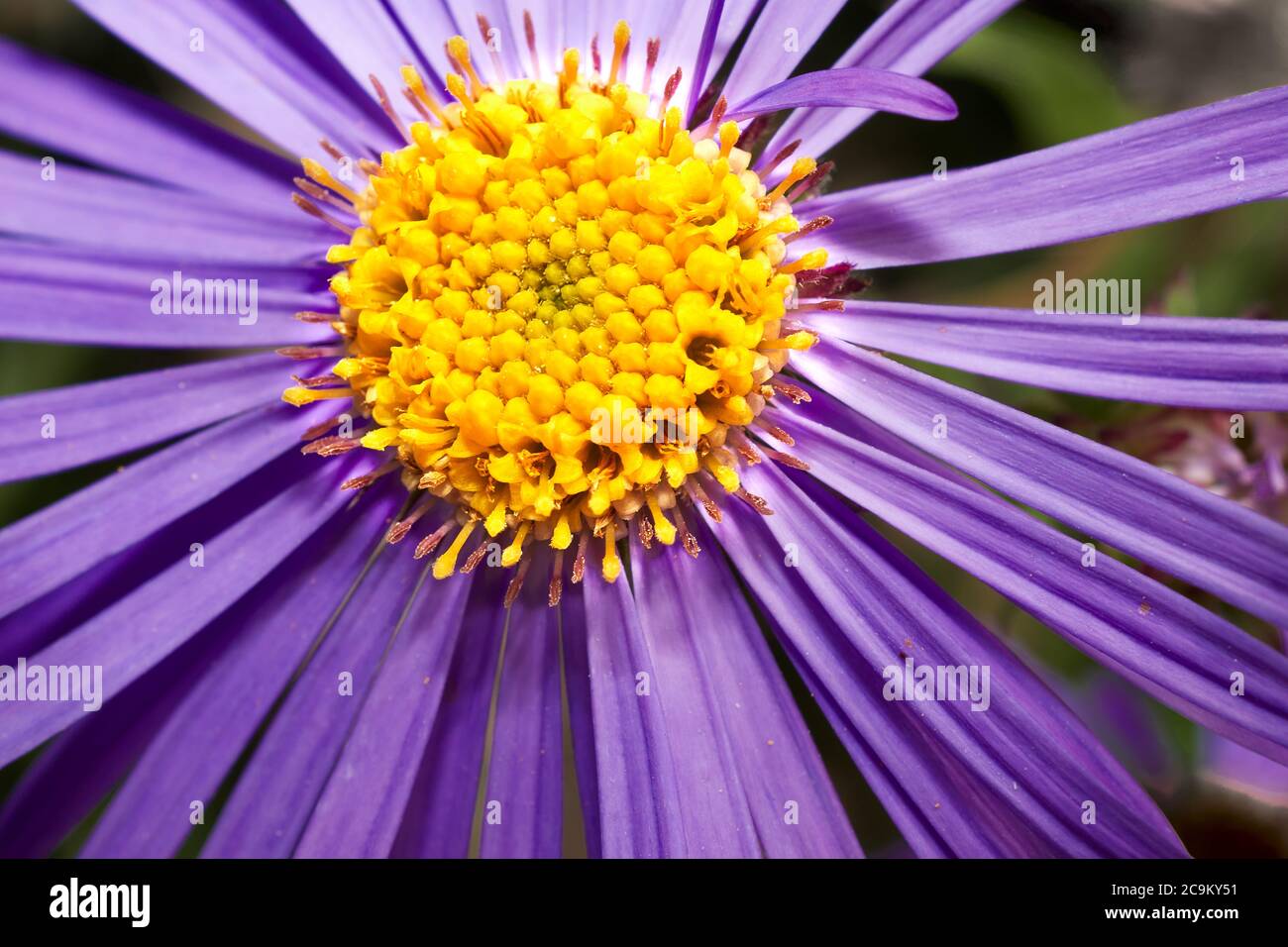 Vista dettagliata del centro giallo nel cuore di petali viola multipli sul fiore di una pianta Monch (Aster x Frikartii). Foto Stock